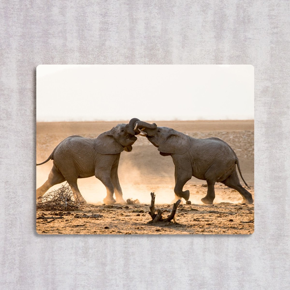 WILD AFRICA: TWO ELEPHANTS COLLIDE - cmzart