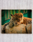 Young Leopard At Golden Hour - cmzart
